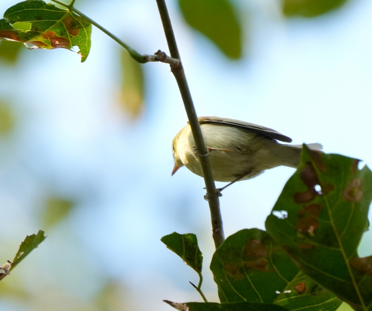 Green Warbler - ML646962728