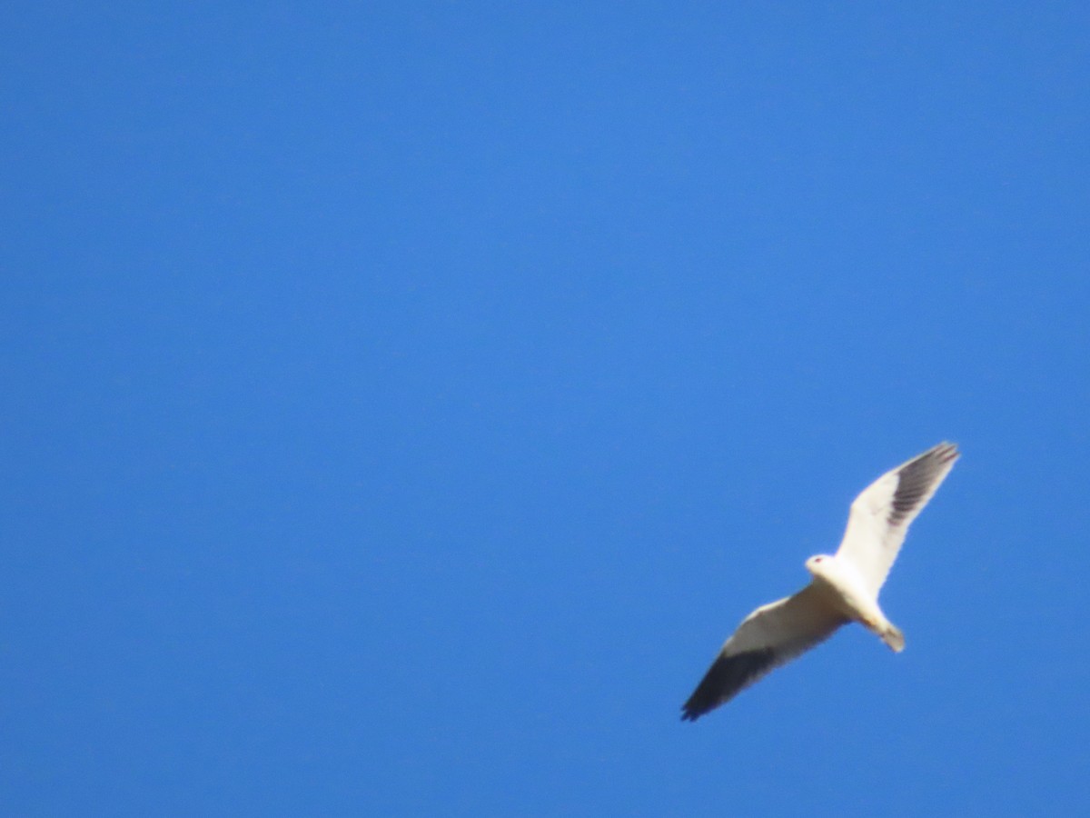 Black-winged Kite - ML646962729