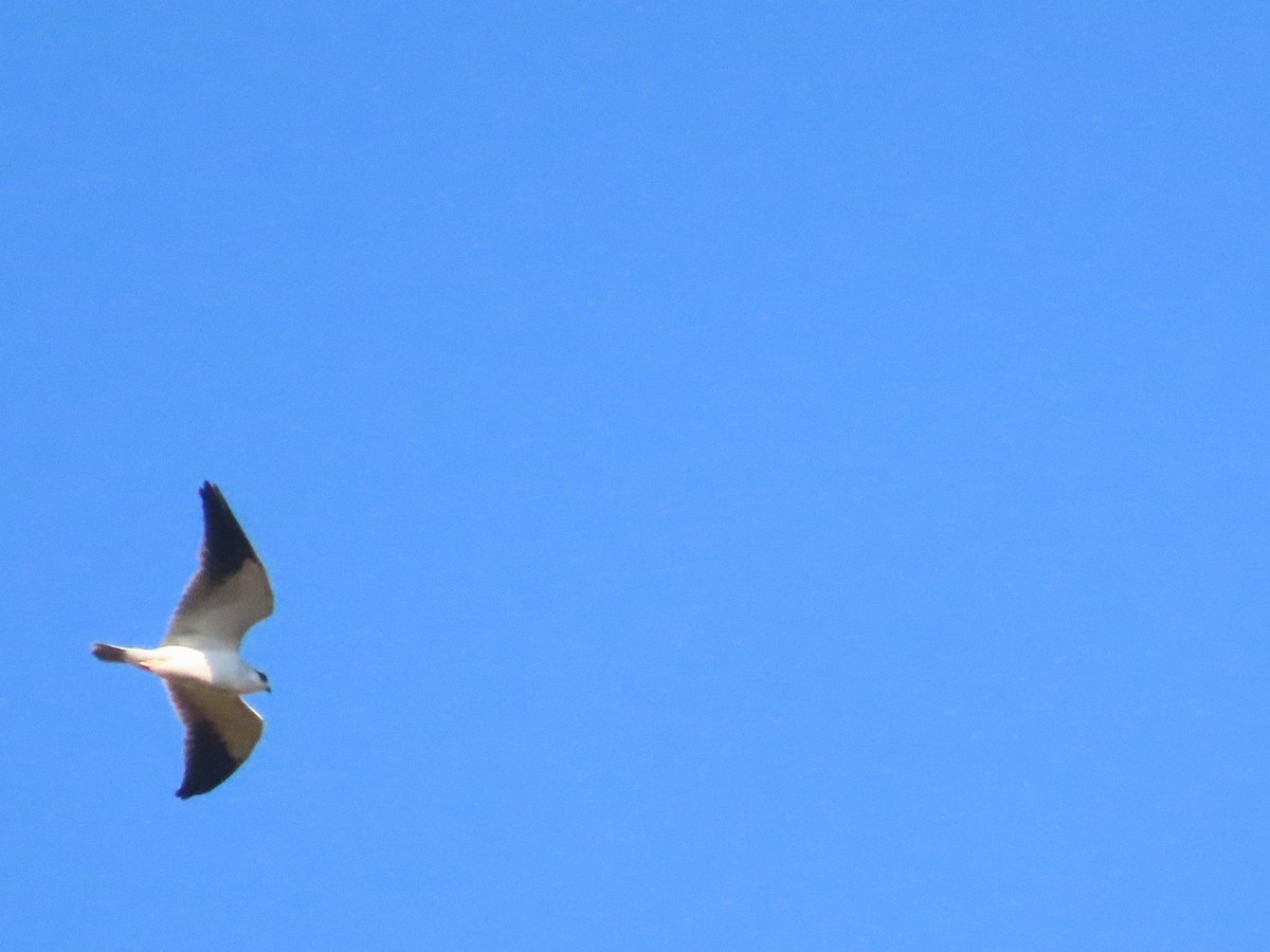 Black-winged Kite - ML646962730