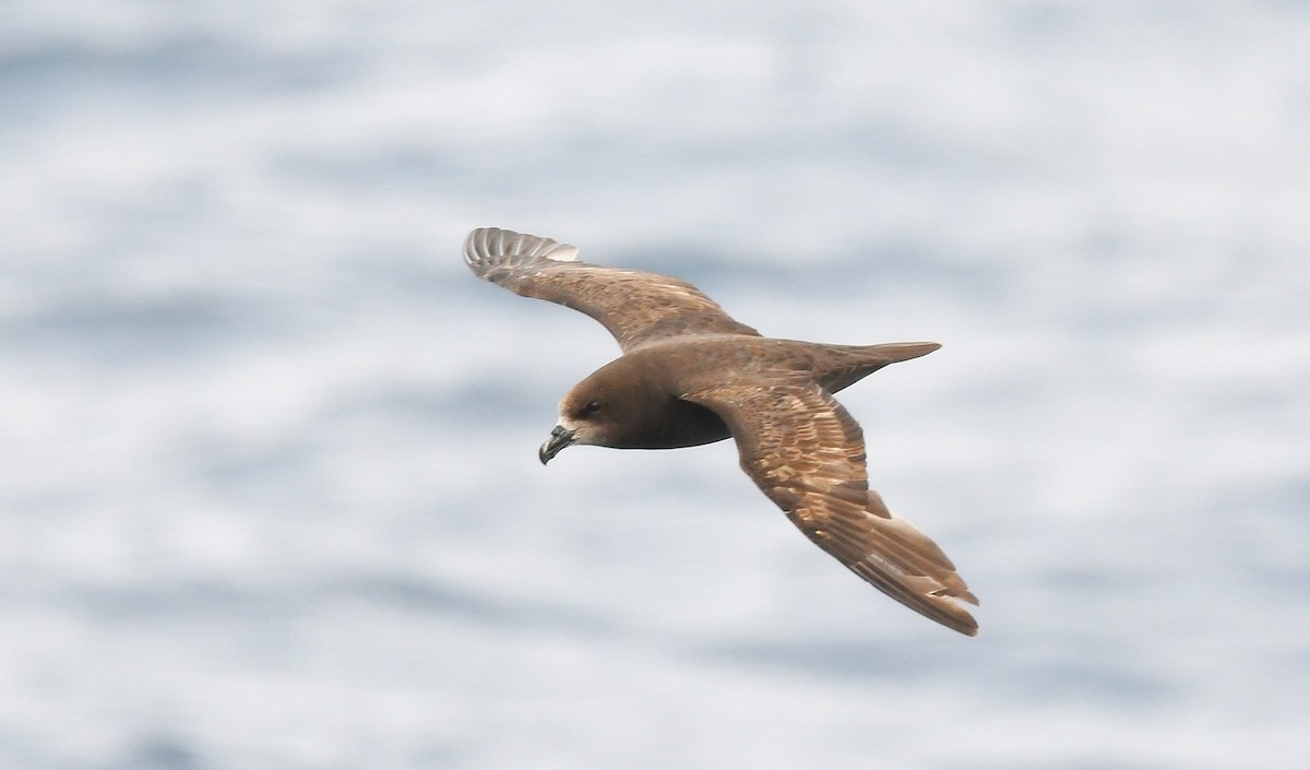 Kara Fırtınakuşu - ML646962731