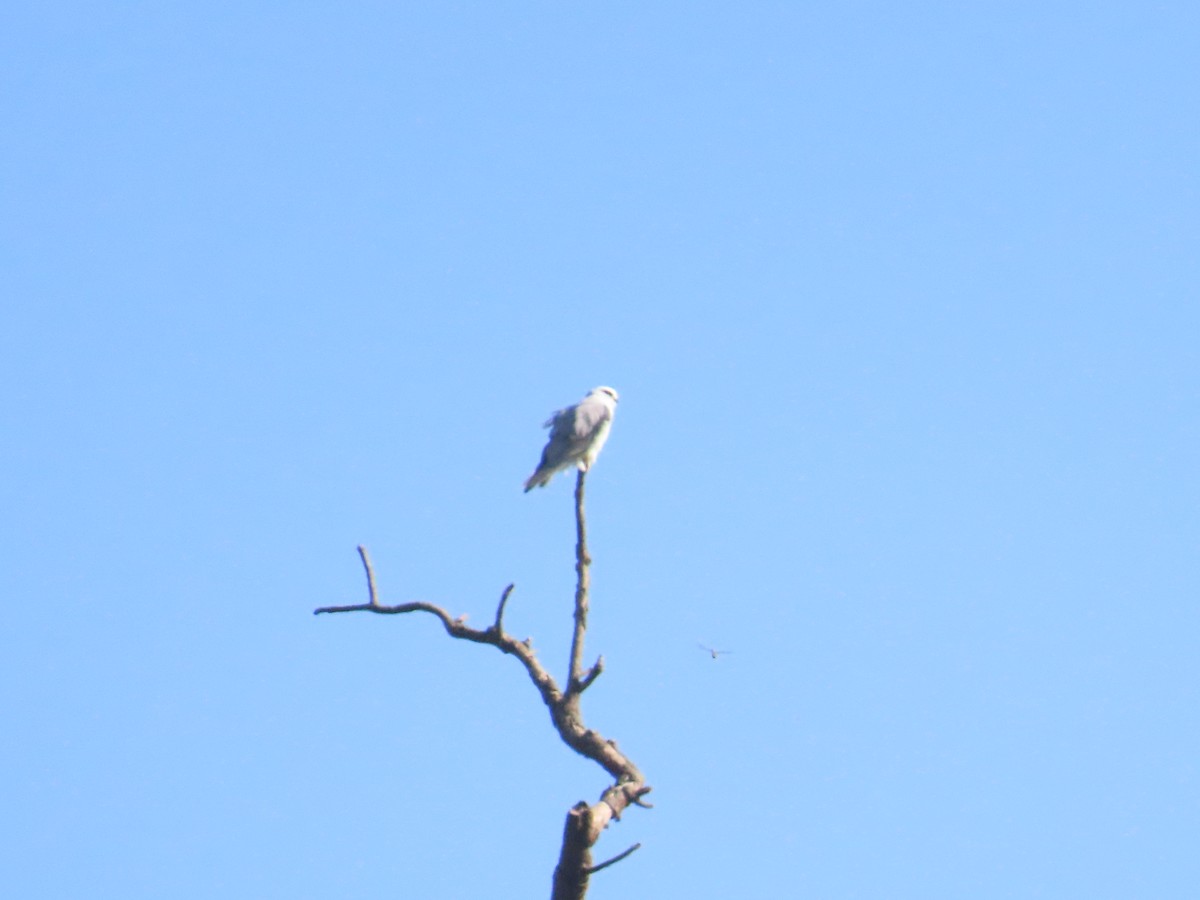 Black-winged Kite - ML646962732