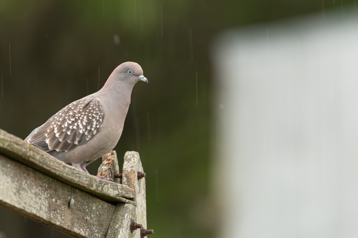 Spot-winged Pigeon - ML646962739