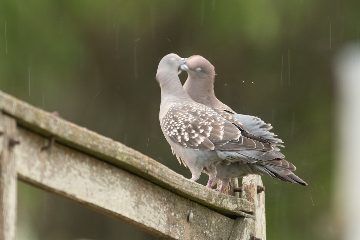Spot-winged Pigeon - ML646962740