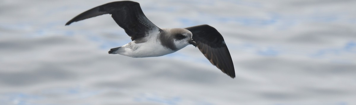 Pufla Fırtınakuşu - ML646962742