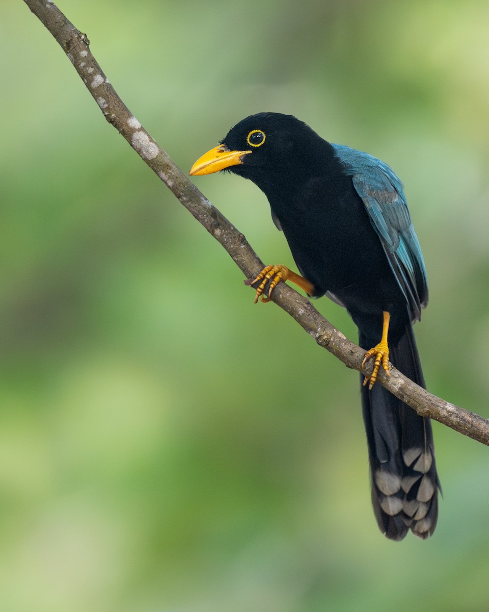 yucatánskrike - ML646962743