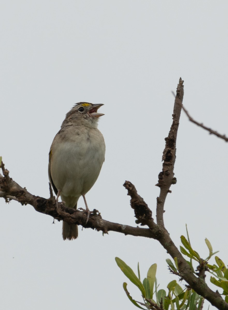 Grassland Sparrow - ML646962745