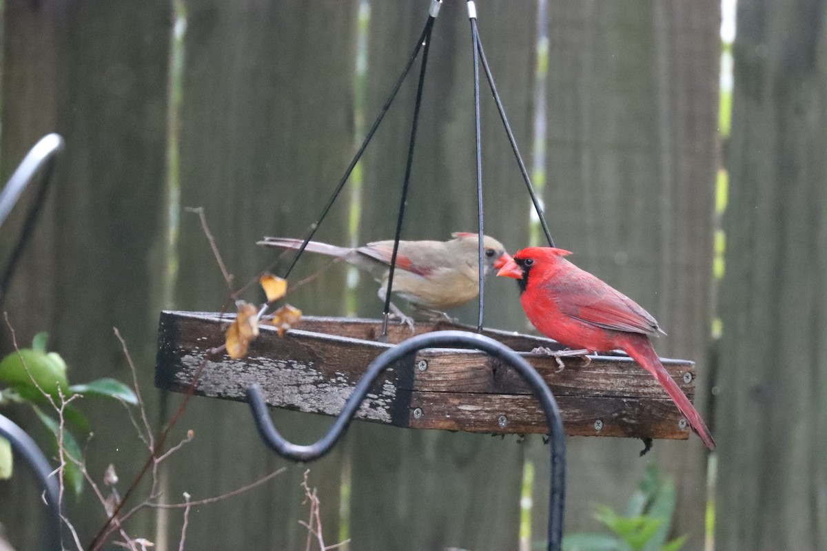 Cardinal rouge - ML646962747