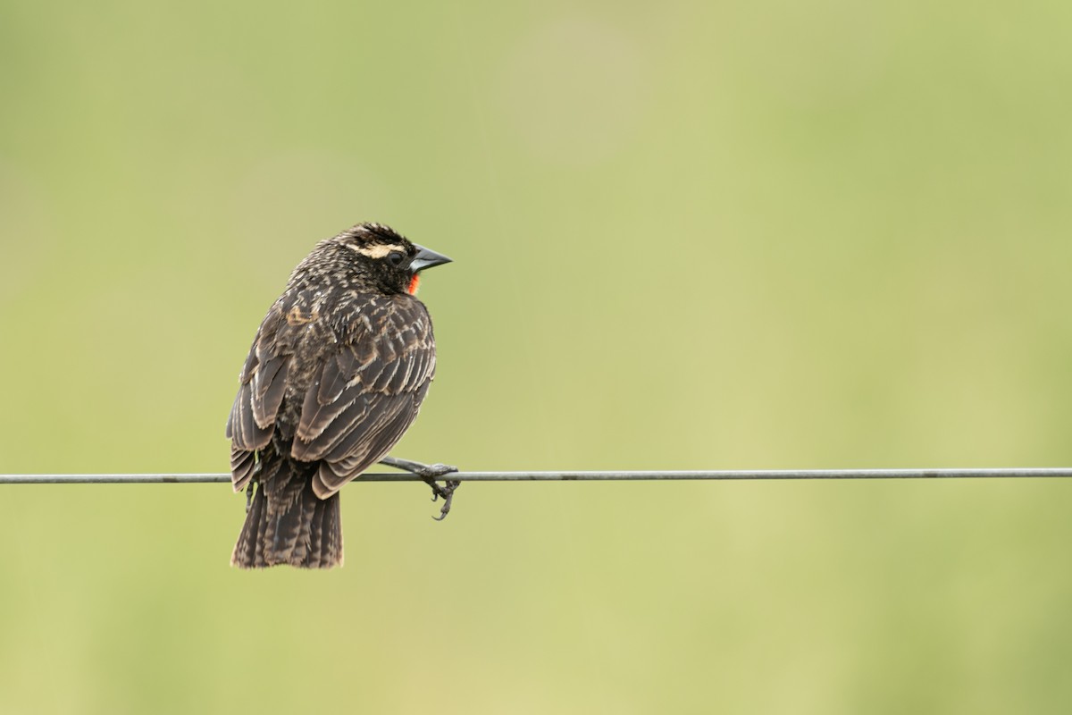 Loica Cejiblanca - ML646962749