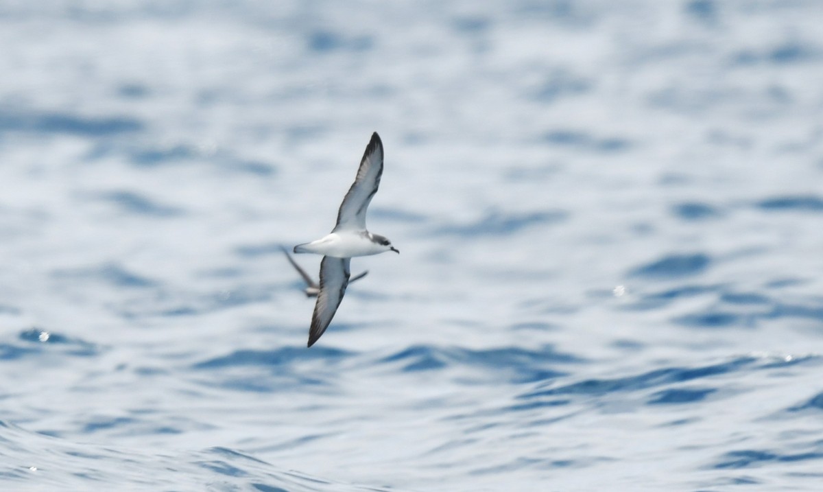 Cook Fırtınakuşu - ML646962753