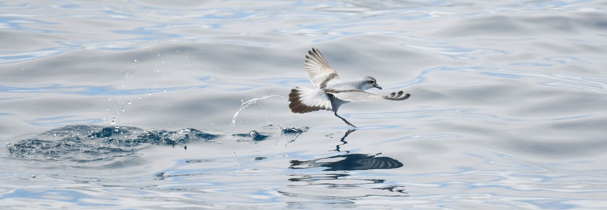 Güvercin Priyonu - ML646962762