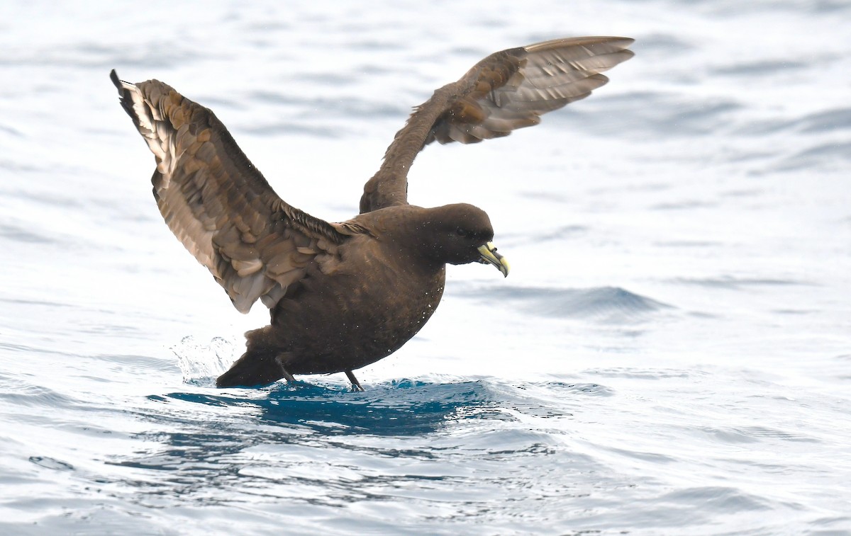 Beyaz Gıdılı Yelkovan - ML646962763