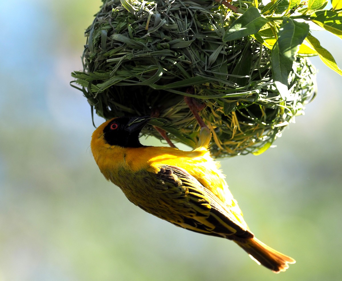 svartmaskevever - ML646962769