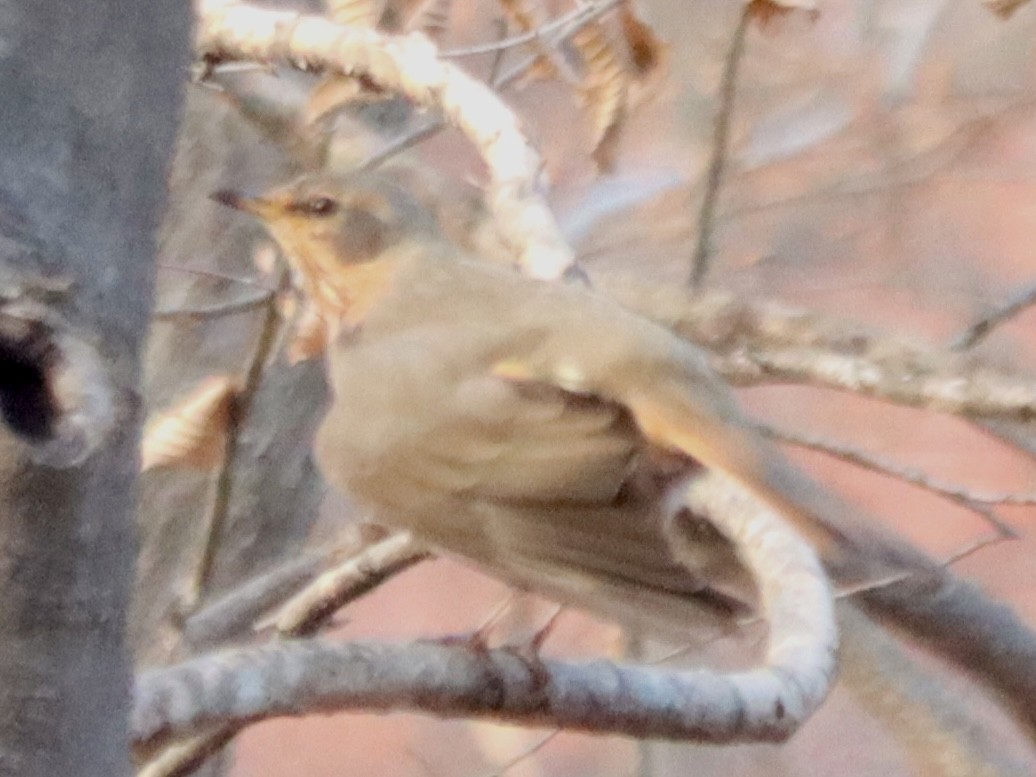 Naumann's Thrush - ML646962770