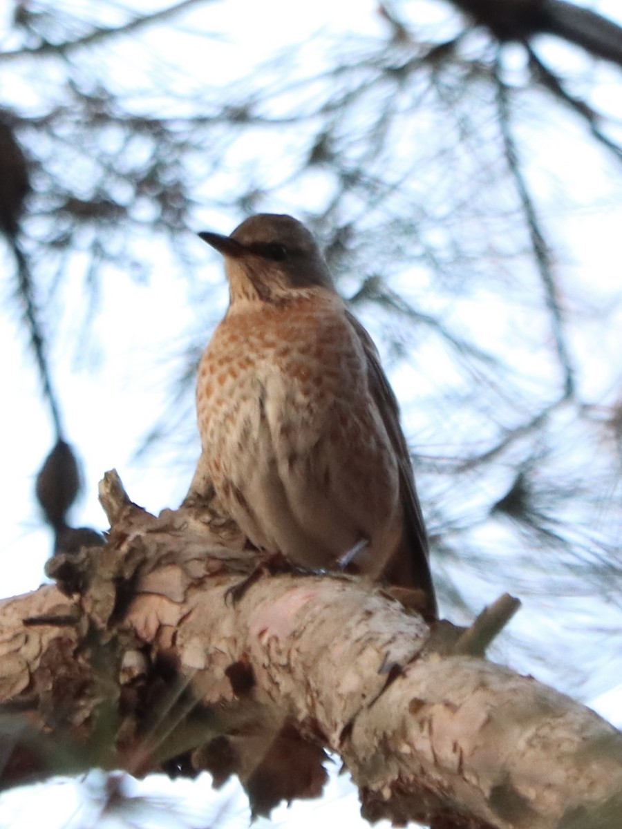 Naumann's Thrush - ML646962771