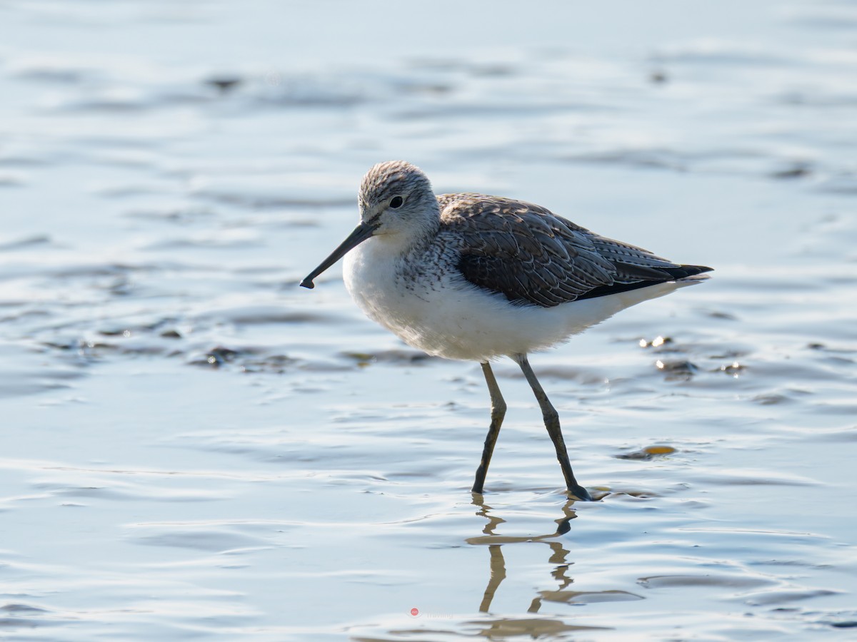 vodouš šedý - ML646962775