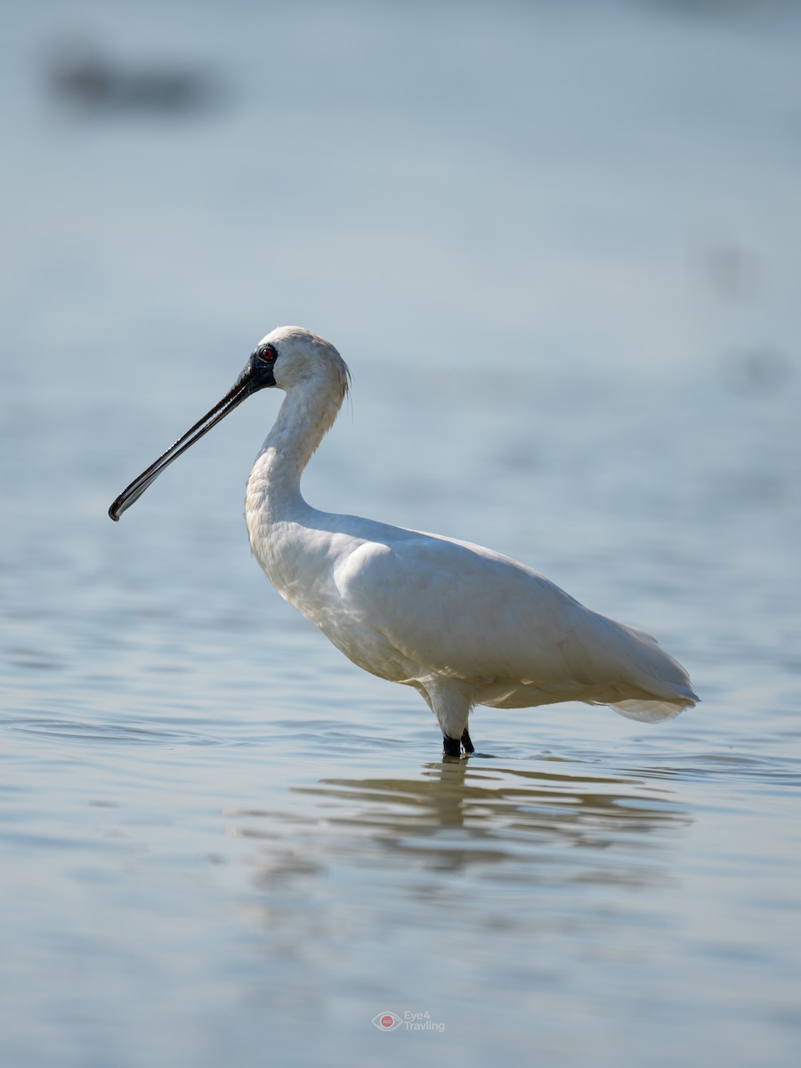 kolpík malý - ML646962780