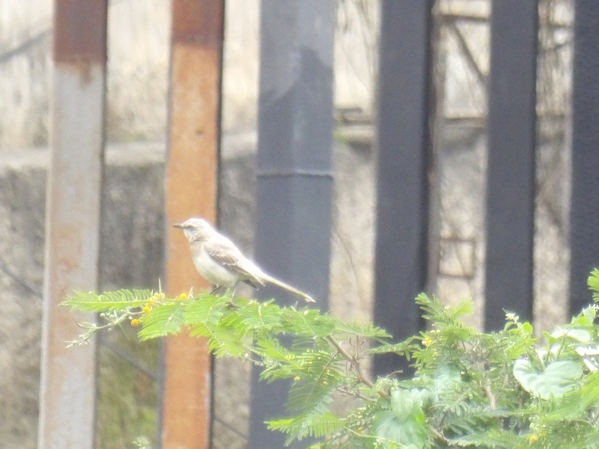 Tropikal Taklitçi [gilvus grubu] - ML646962781