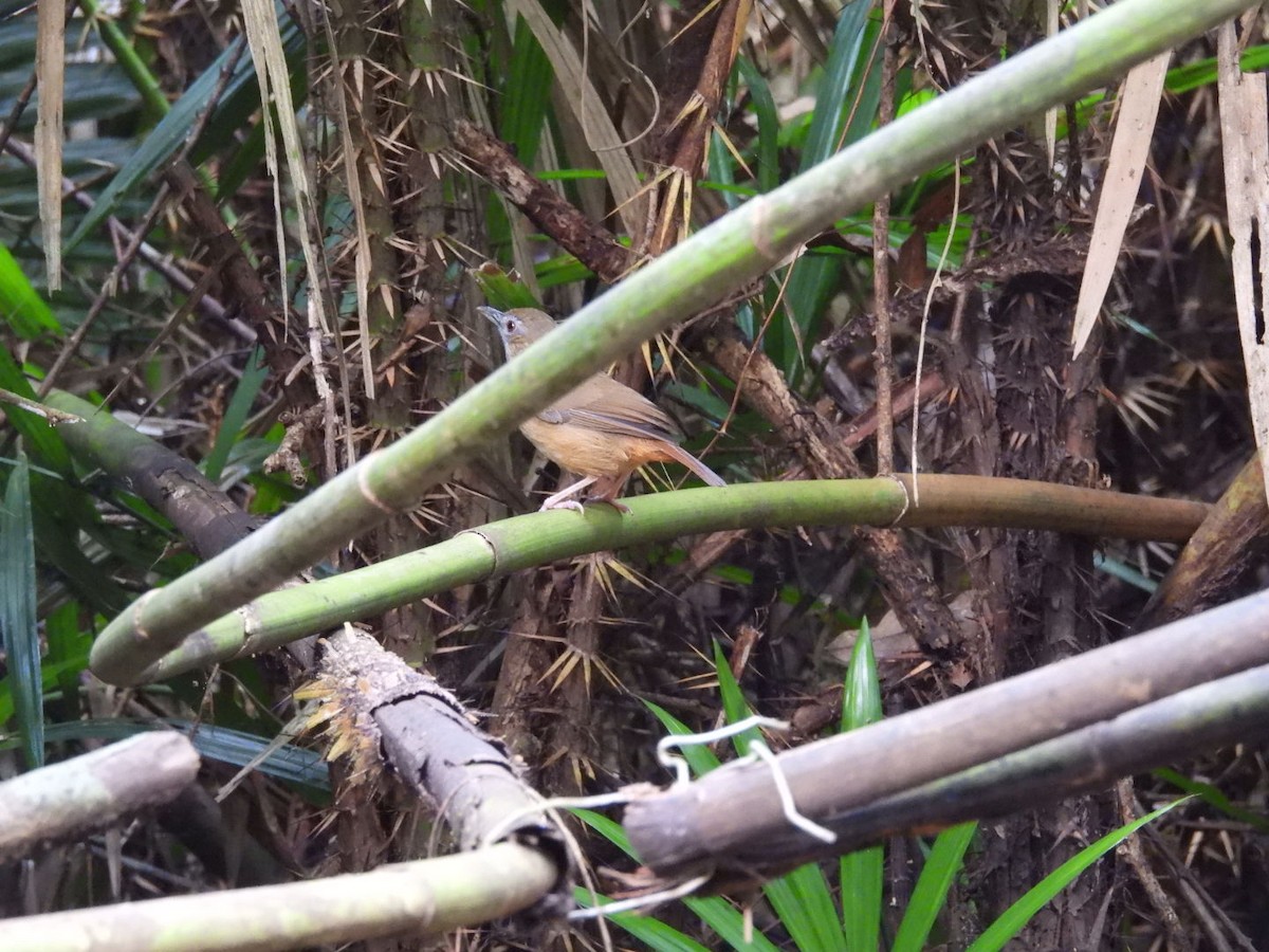 Abbott's Babbler - ML646962782