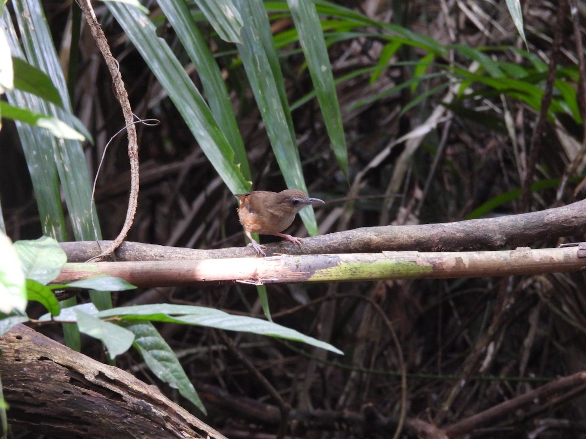 Abbott's Babbler - ML646962783