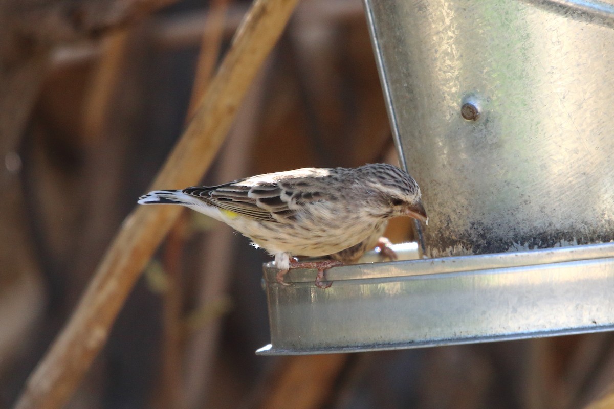 Black-throated Canary - ML646962786