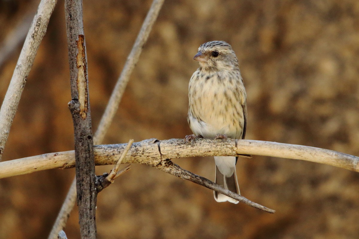Black-throated Canary - ML646962787