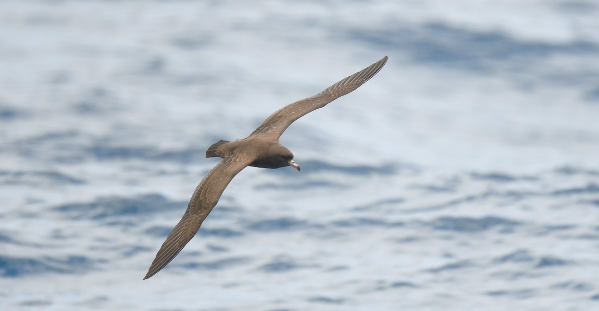 Soluk Gagalı Yelkovan - ML646962789