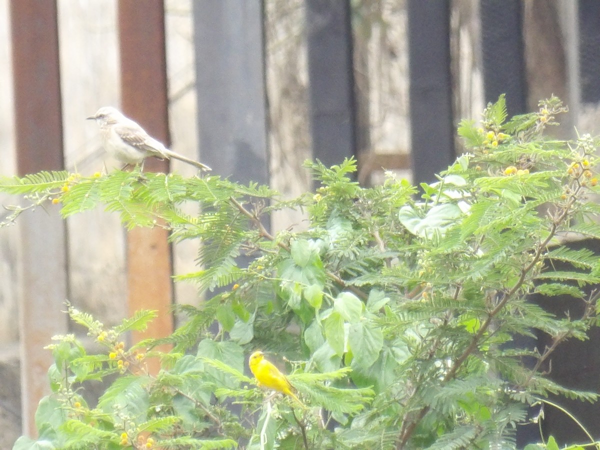 Tropikal Taklitçi [gilvus grubu] - ML646962794