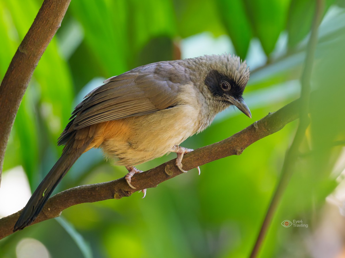 Masked Laughingthrush - ML646962796