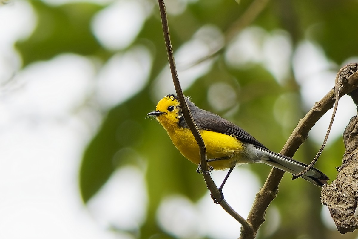 Golden-fronted Redstart (Golden-fronted) - ML646962799