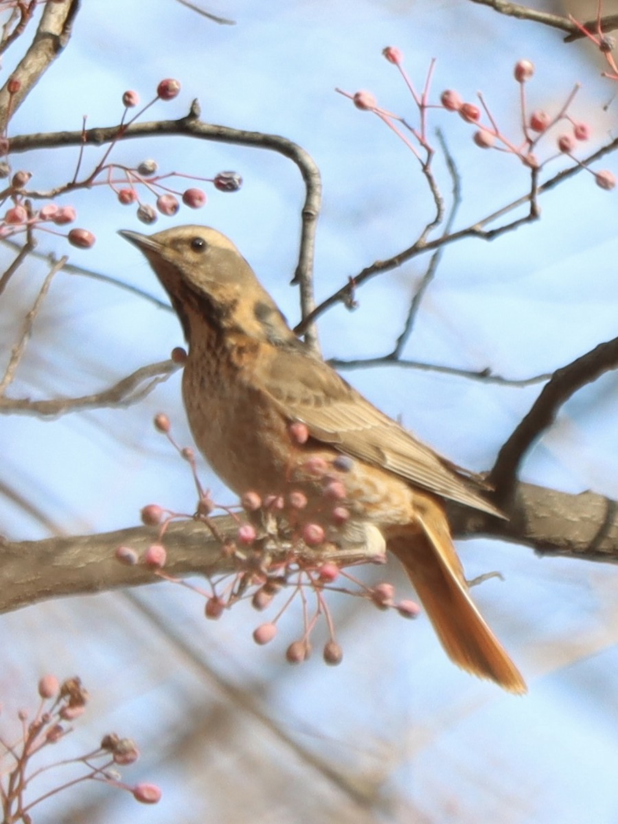 Naumann's Thrush - ML646962805