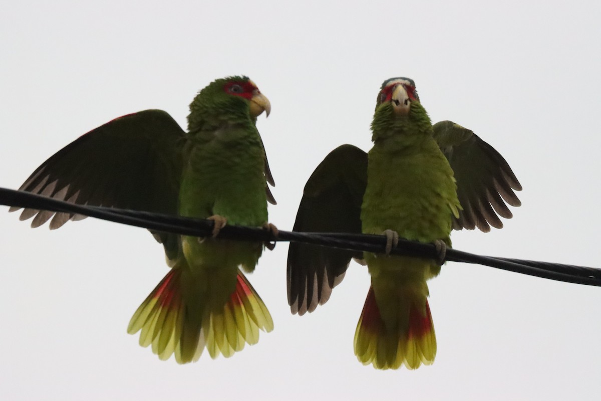 Amazone à front blanc - ML646962808