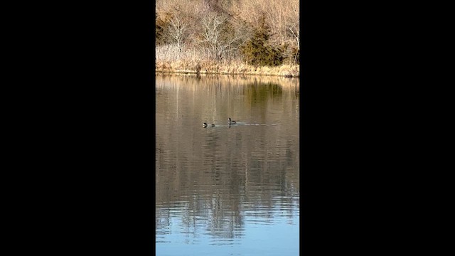 Amerika Mekesi - ML646962809