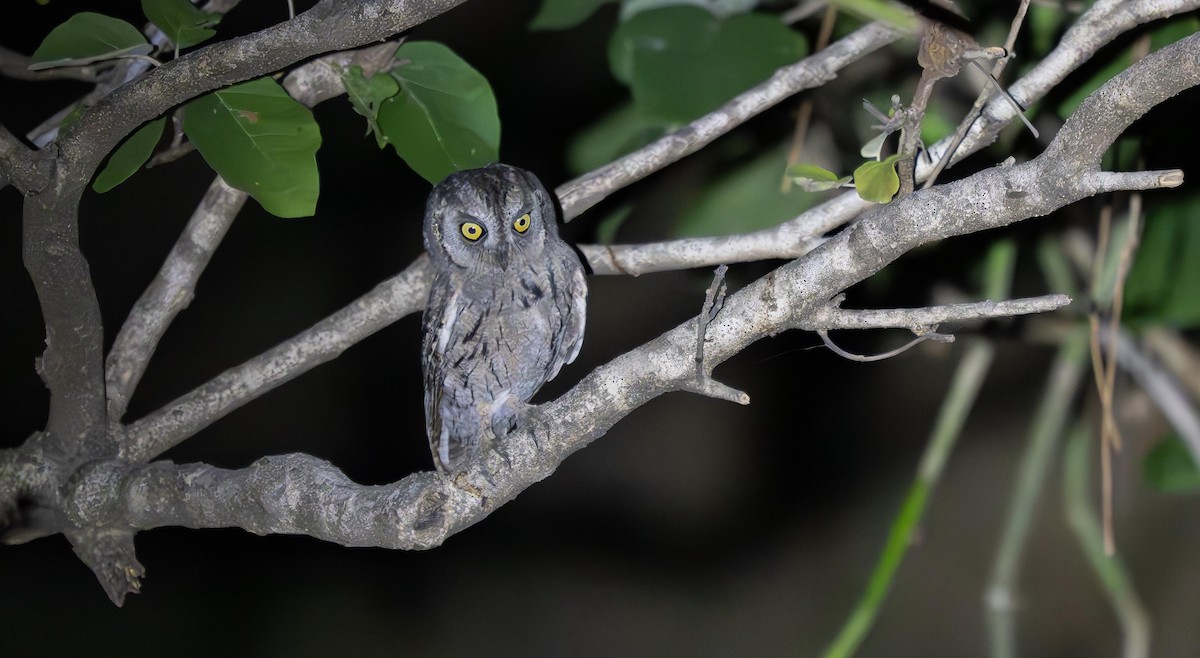 Arabian Scops-Owl - ML646962811