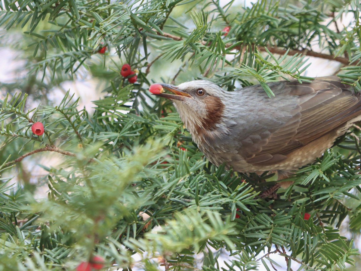 Brown-eared Bulbul - ML646962813