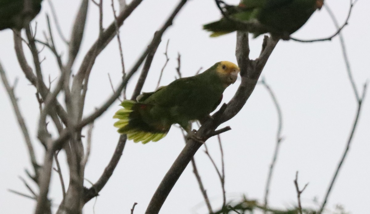Amazone à tête jaune - ML646962814