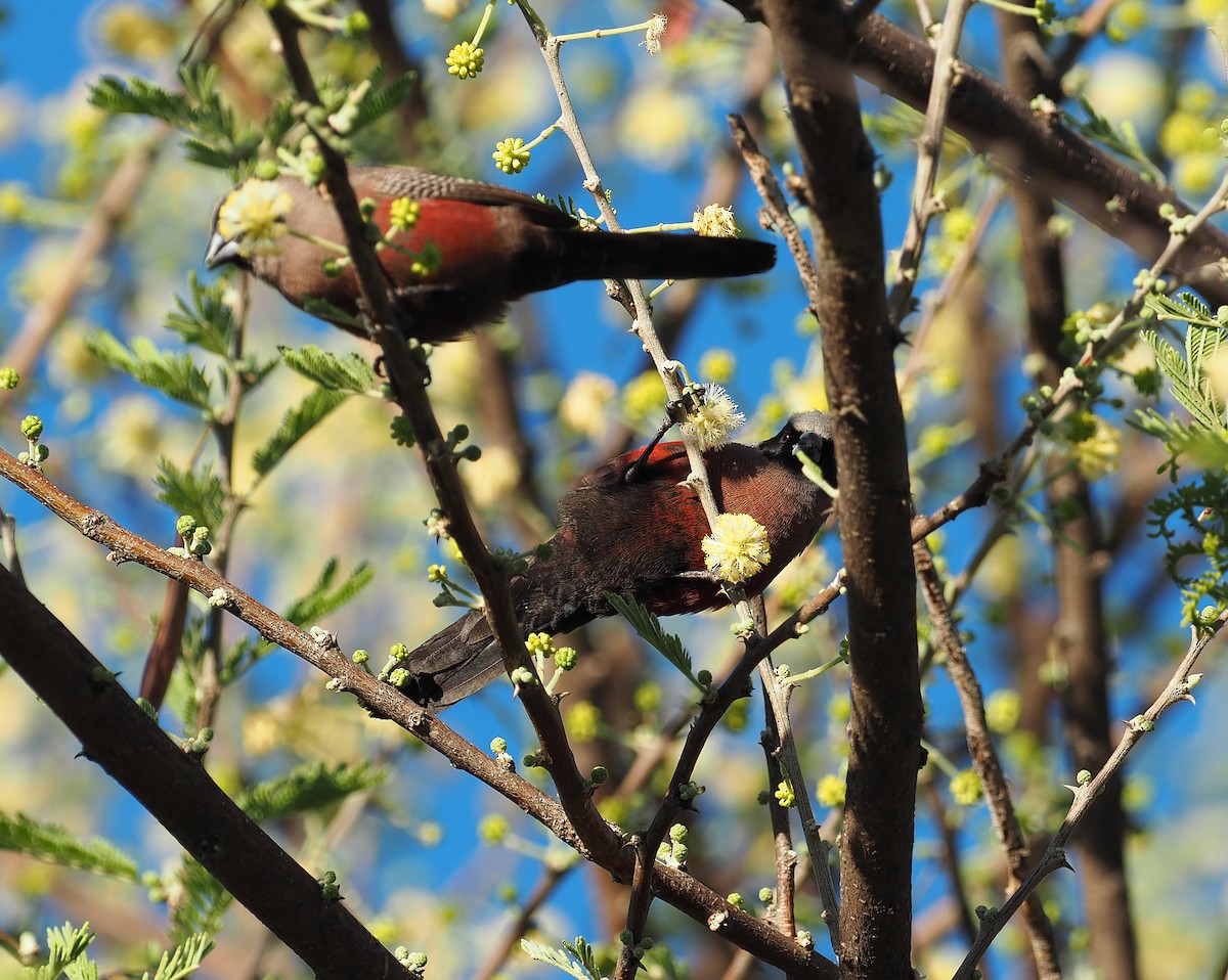 alveastrild - ML646962819