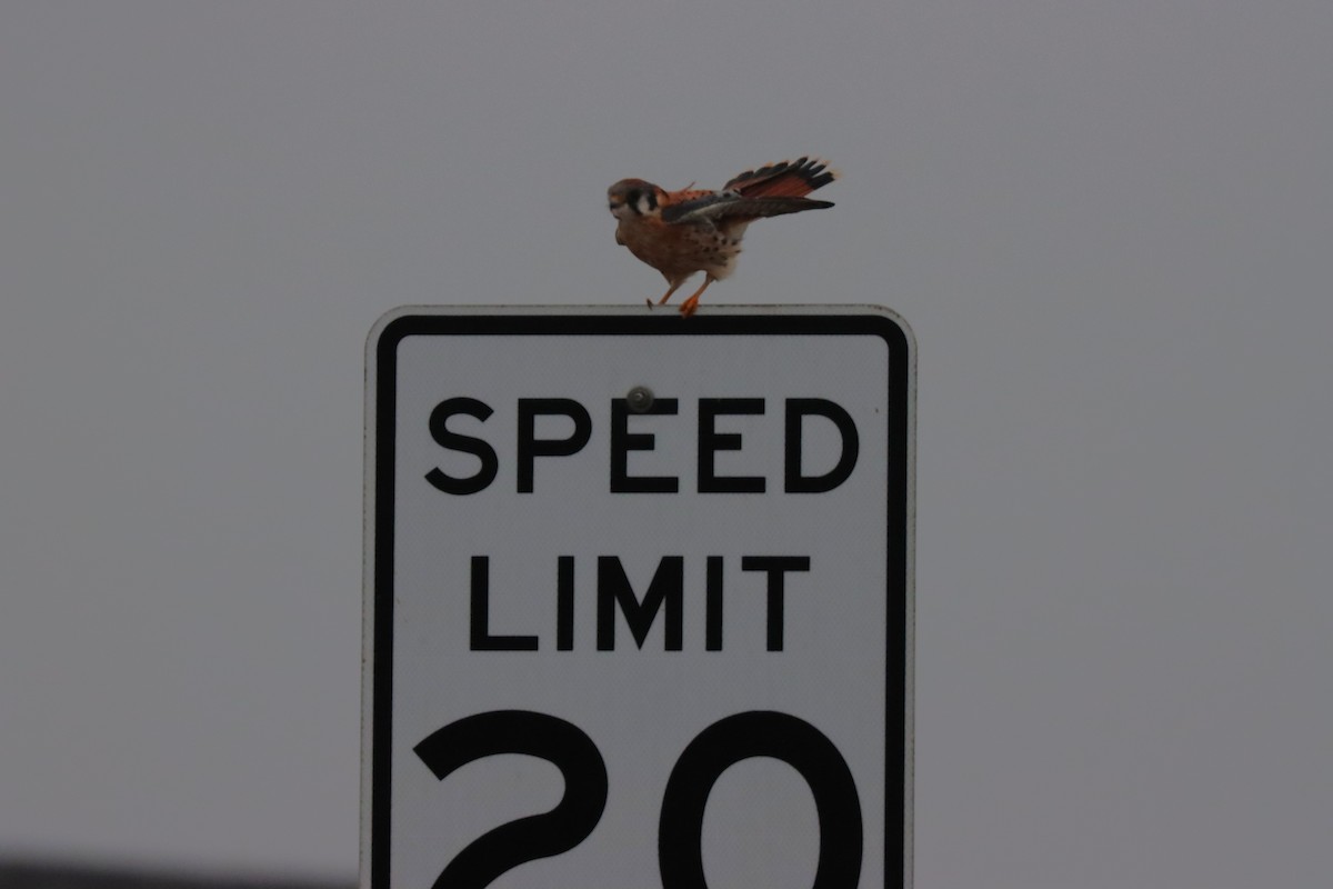 Crécerelle d'Amérique - ML646962828