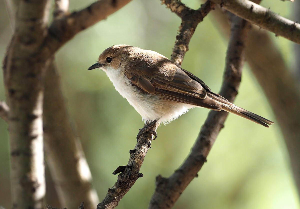 kalaharifluesnapper - ML646962829