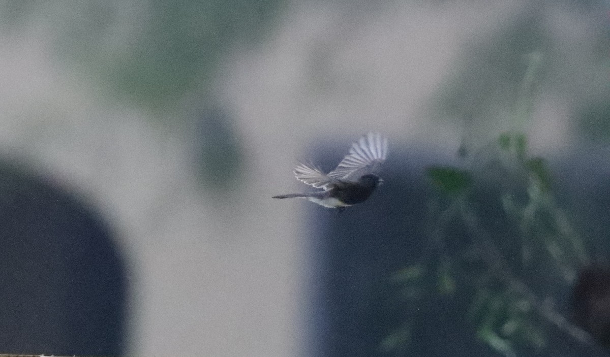 Moucherolle noir - ML646962834