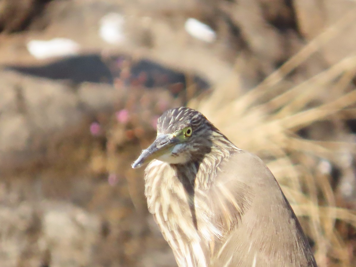 Indian Pond-Heron - ML646962837