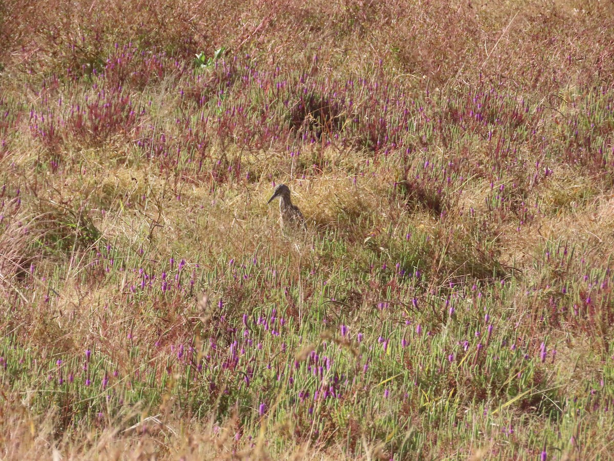 Indian Pond-Heron - ML646962839