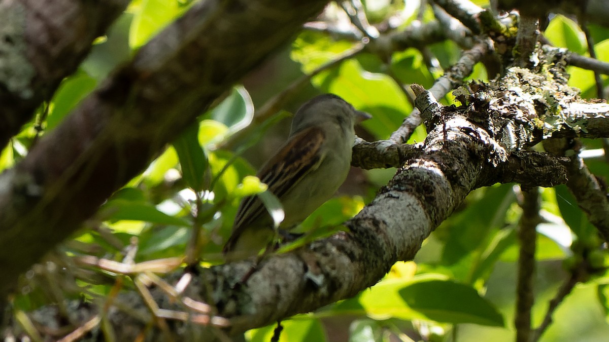 White-winged Becard - ML646962840