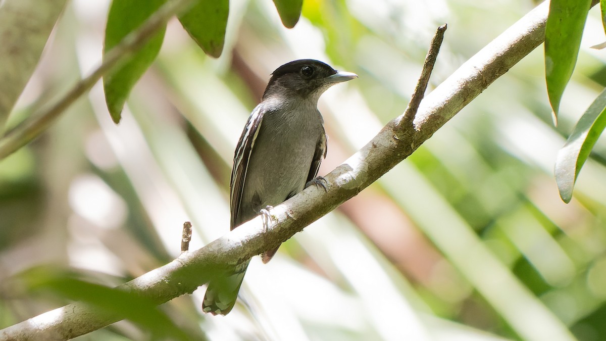 White-winged Becard - ML646962841