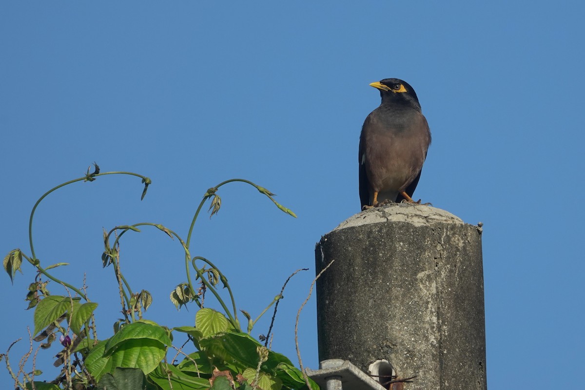 Common Myna - ML646962854