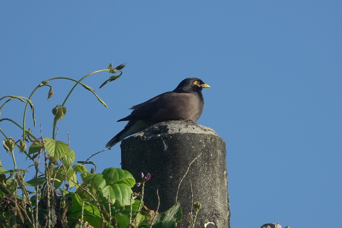 Common Myna - ML646962855
