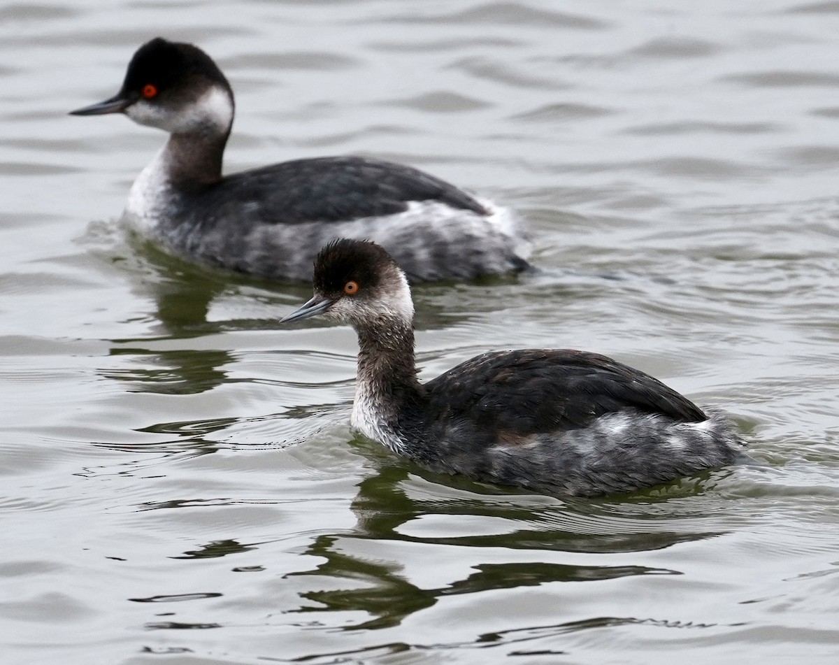 Eared Grebe - ML646962867