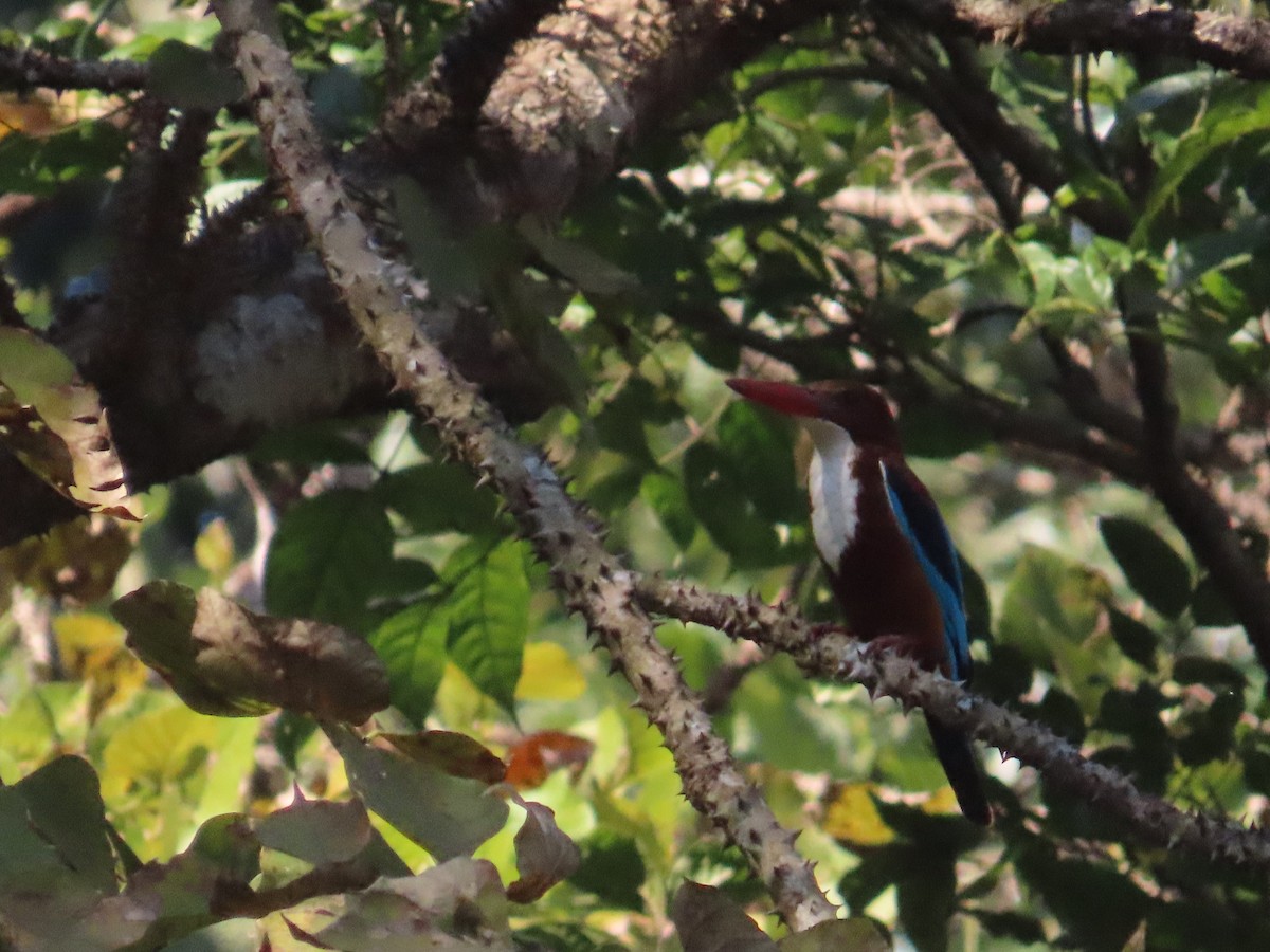 White-throated Kingfisher - ML646962874