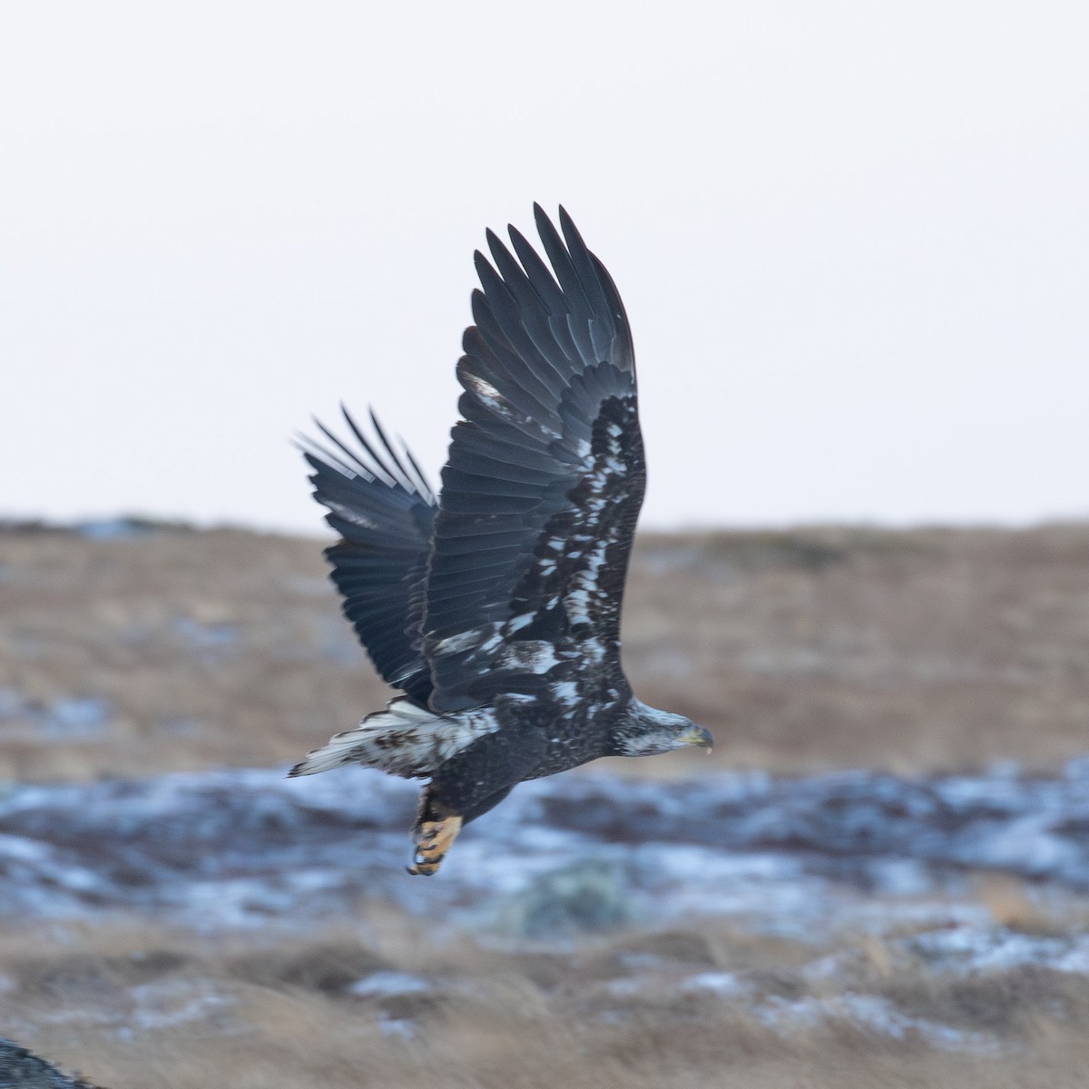 Bald Eagle - ML646962881