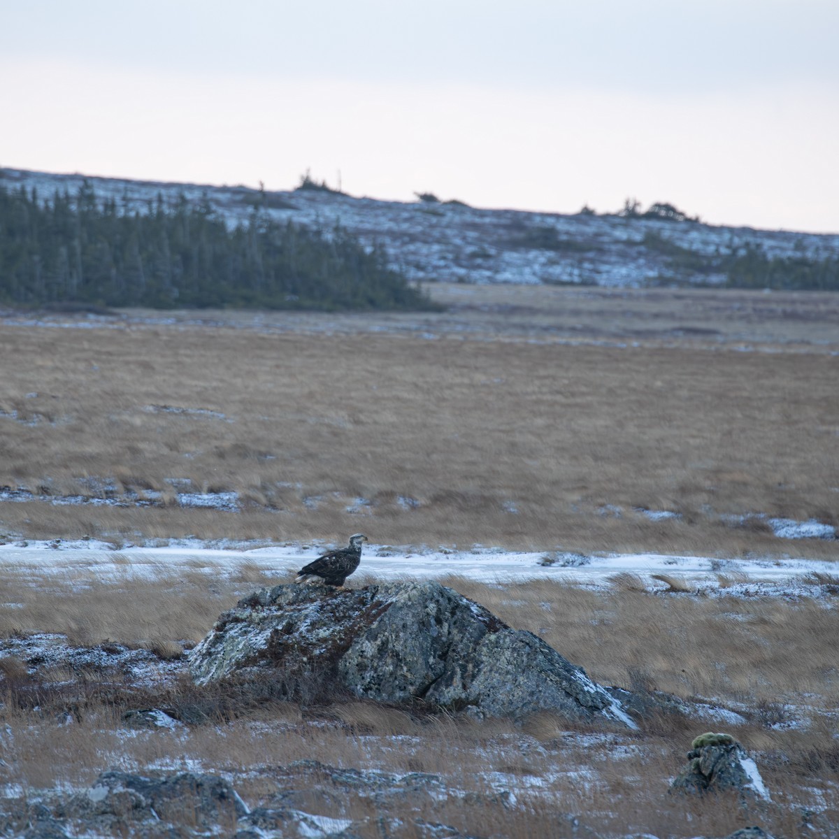 Bald Eagle - ML646962882