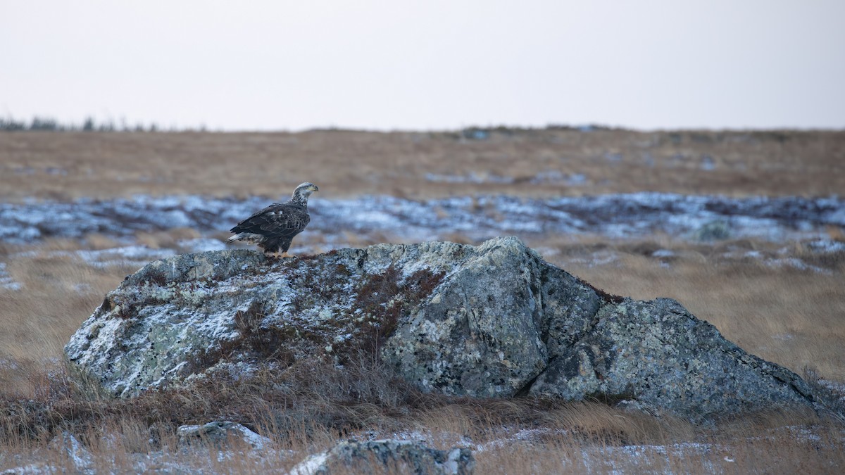 Bald Eagle - ML646962883